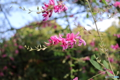 郷土の森公園