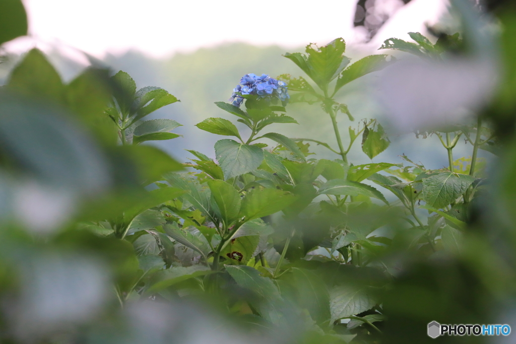 街に咲く花