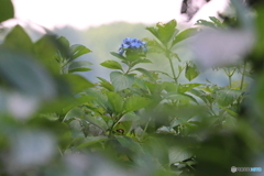 街に咲く花