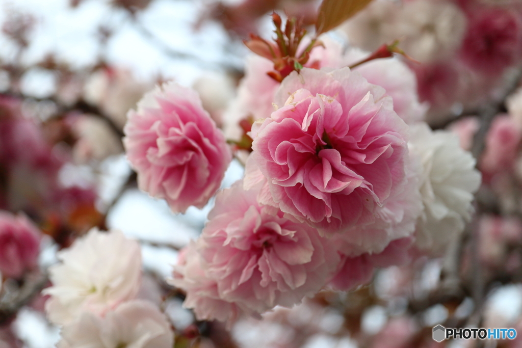 街に咲く花