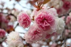 街に咲く花