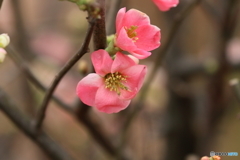 街に咲く花