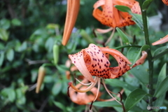 街に咲く花