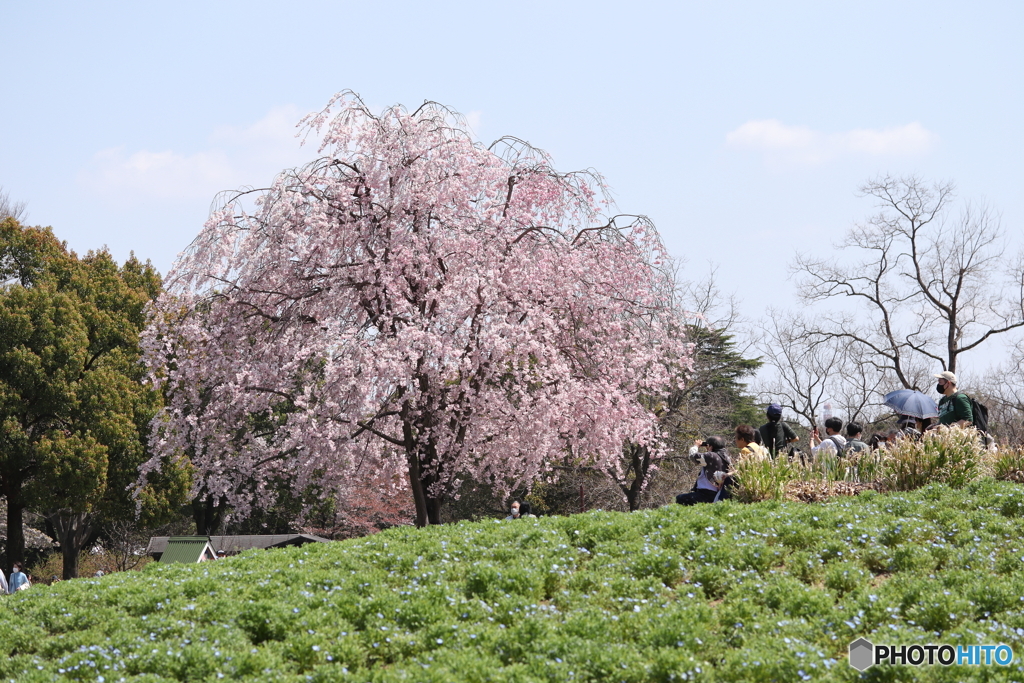 昭和記念公園