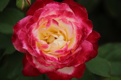 薔薇