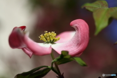街に咲く花