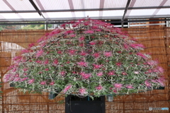 菊の花