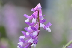 街に咲く花