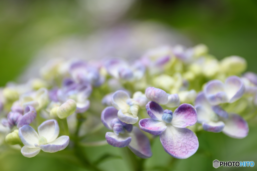 紫陽花