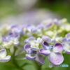 紫陽花