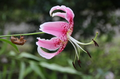 ユリの花