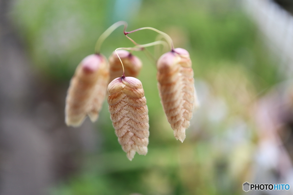 街に咲く花