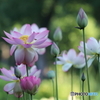 街に咲く花