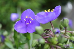 街に咲く花