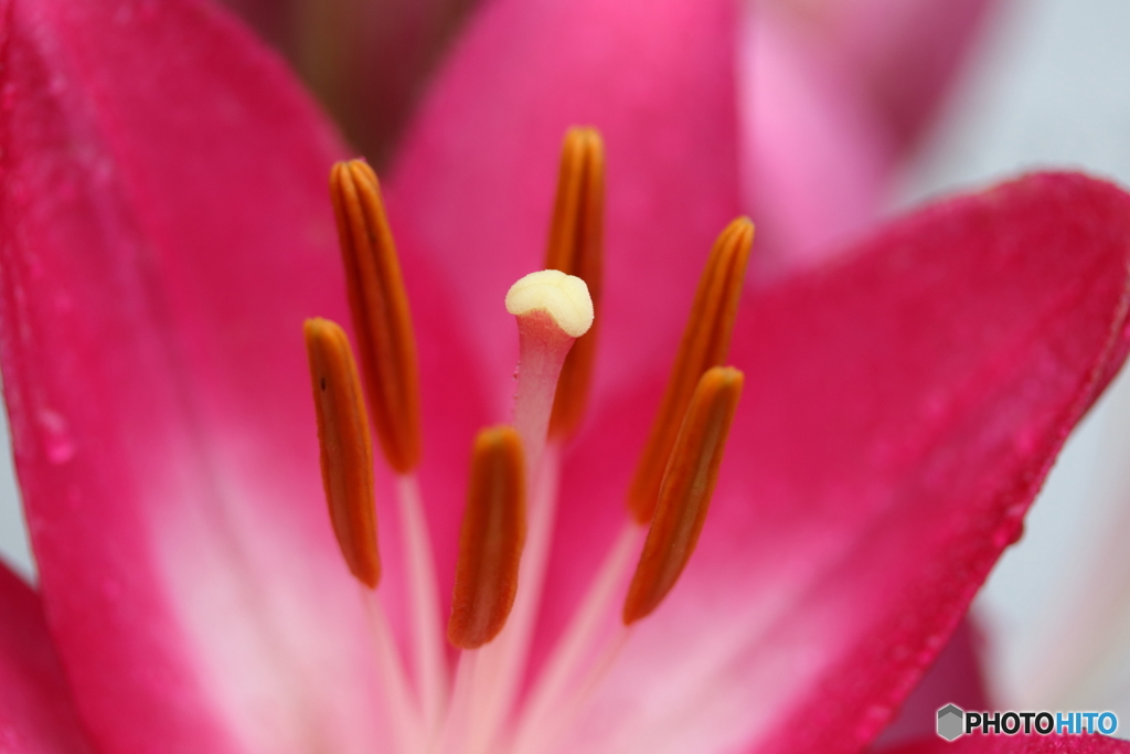 街に咲く花