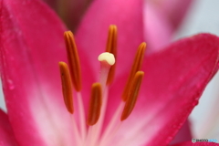 街に咲く花
