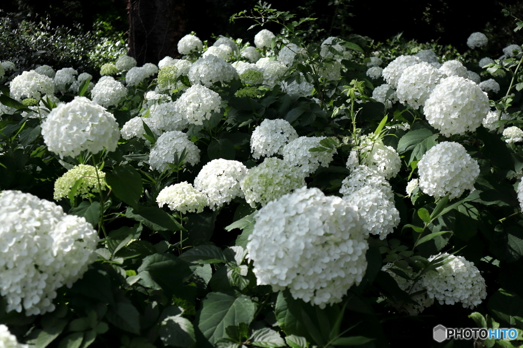 神代植物公園