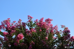 街に咲く花