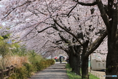 街の花