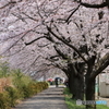 街の花