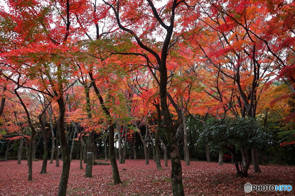 紅葉