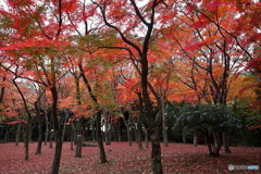 紅葉