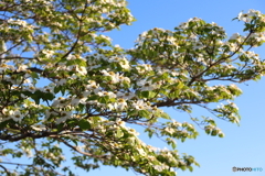 街に咲く花