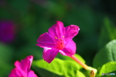 白粉花