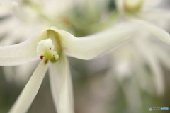 神代植物公園