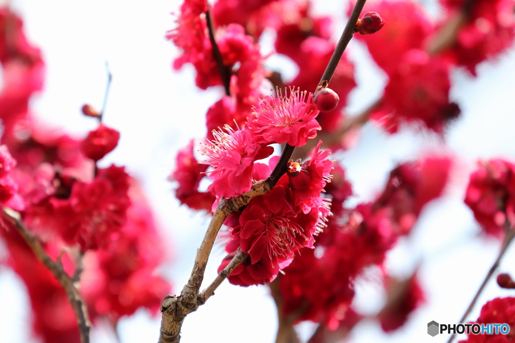 郷土の森