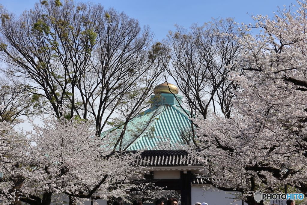 お花見