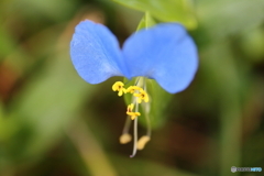 街に咲く花