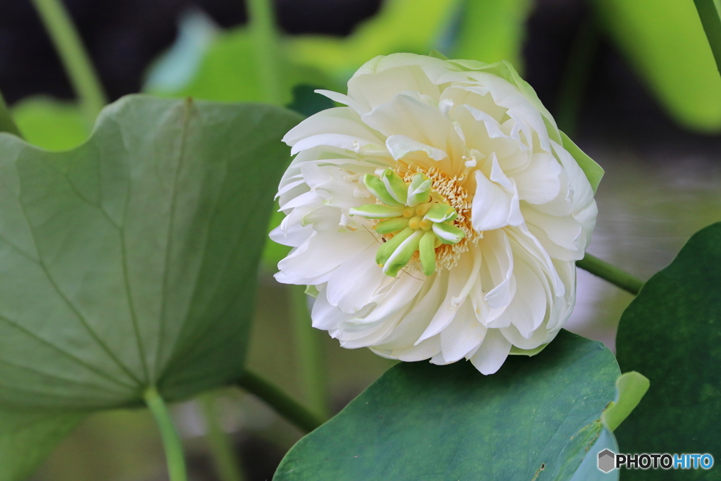 蓮の花