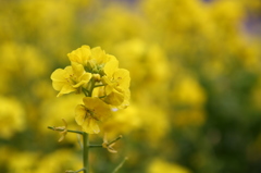 お花