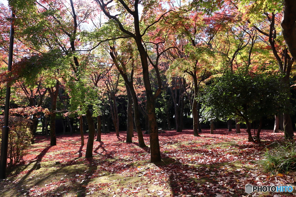 北の丸公園