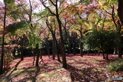 北の丸公園
