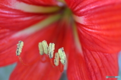街に咲く花