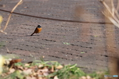 野鳥
