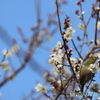 野鳥
