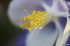 街に咲く花