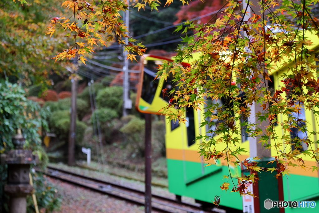 紅葉