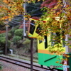 紅葉