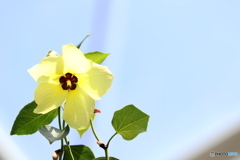 神代植物公園