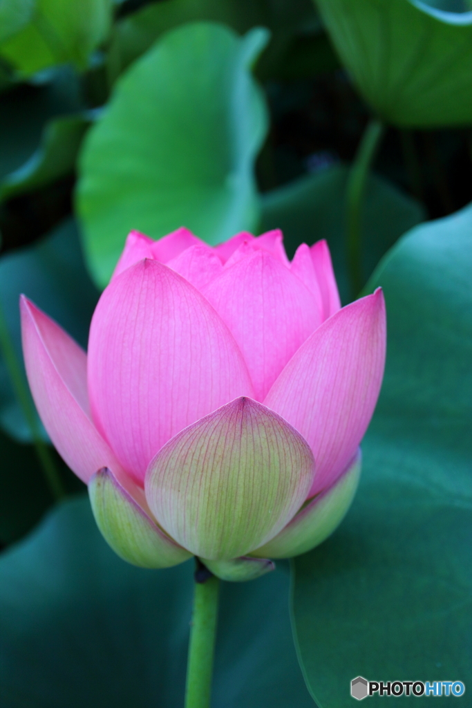 街に咲く花