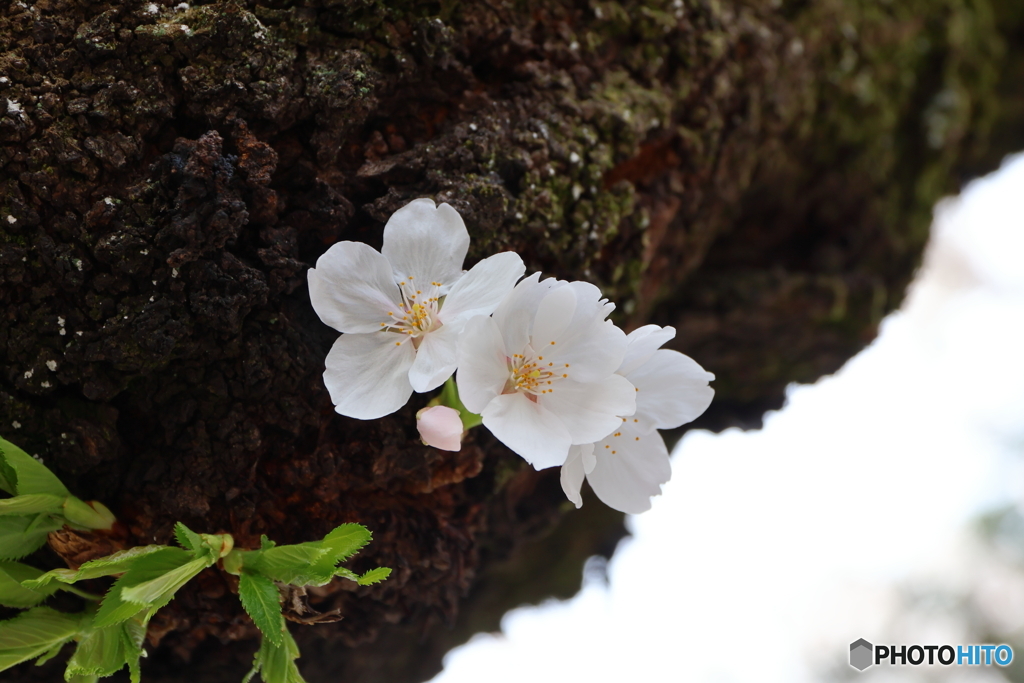 お花見