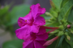 お花