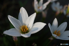 街に咲く花
