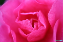 街に咲く花