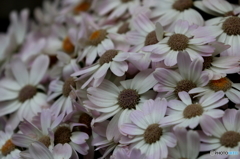 キク科の花