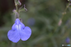 街に咲く花